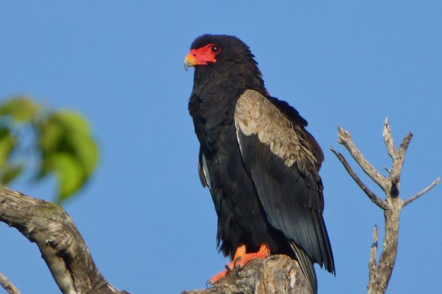 Bateleur arend