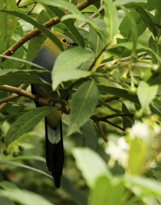 Long-tailed Silky-Flycatcher