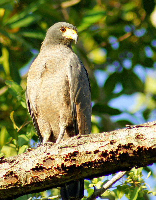 roofvogel