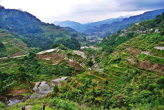 Rijstterrassen van Banaue