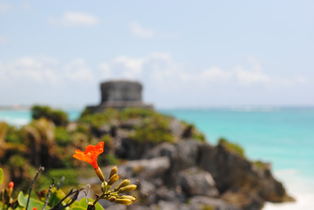 Een bloem in Tulum