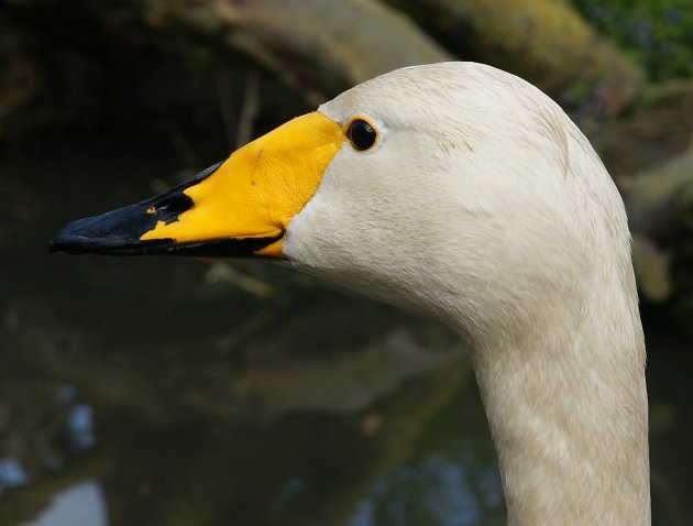 Wilde Zwaan