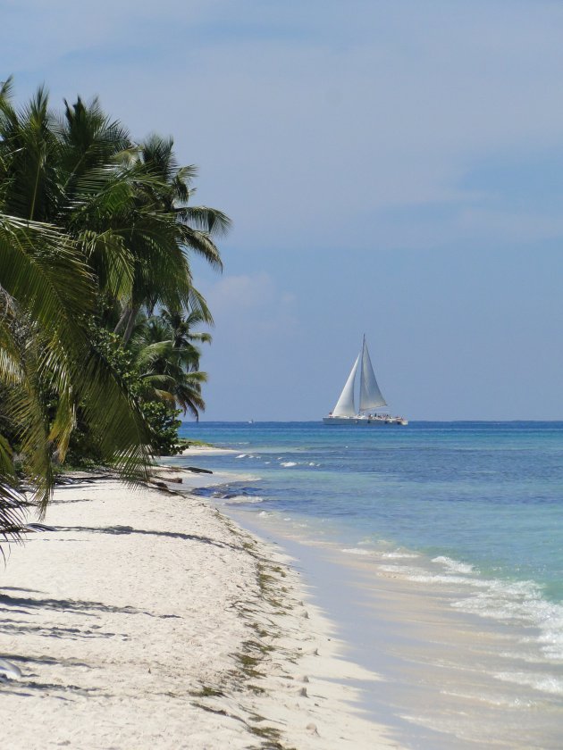 Palm Tree/ Sailboat