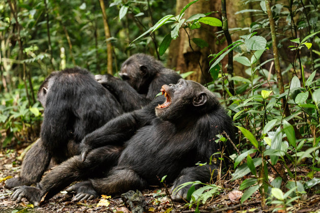 Chimpansees in Kibale Forest