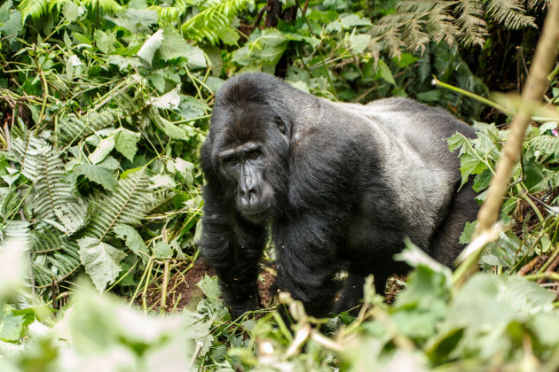 Silverback so close