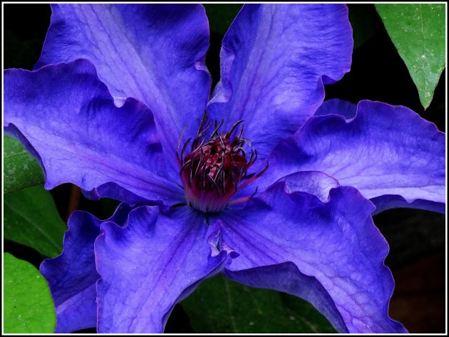 Clematis