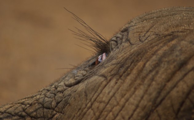 Een olifant die geen schroom had om een close-up te laten maken.