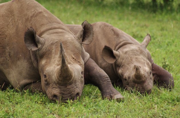 De met uitsterven bedreigde black rhino