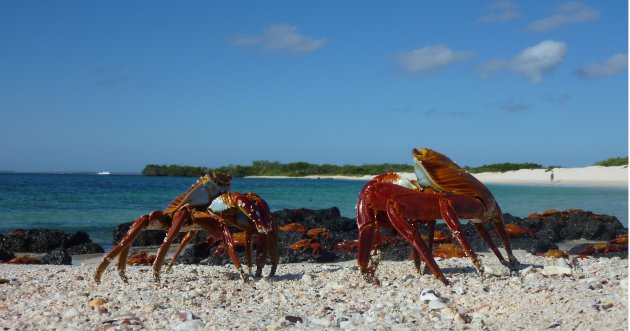 Sally Lightfoot crab duel op het strand van de een Galapagos eiland.