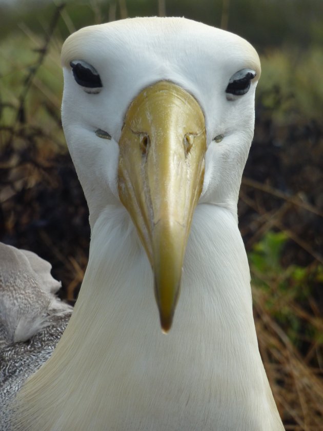 Portret van een Albatros