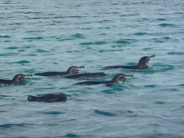 Jaja Penguins, ook deze dieren zijn aanwezig op de Galapagos eilanden