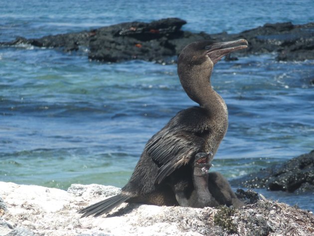 Flightless cormorant met jong