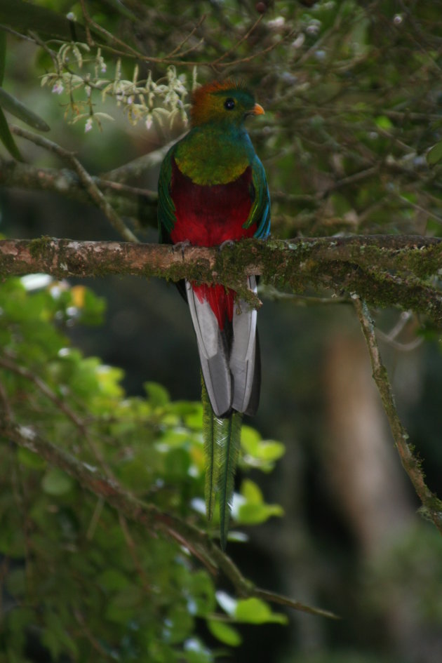 De machtige Quetzal