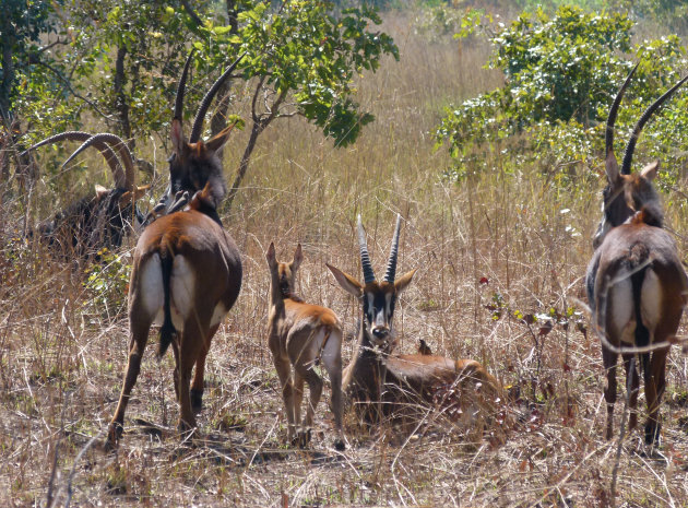 Sabelantilopen (Hippotragus niger)