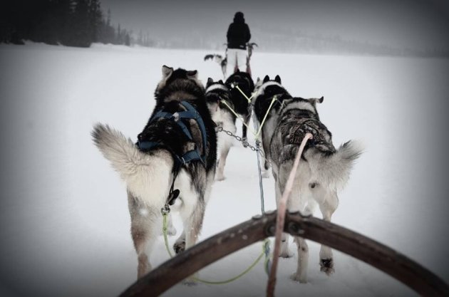 Husky safari