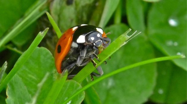 Een natuurlijke bestrijding van bladluizen!