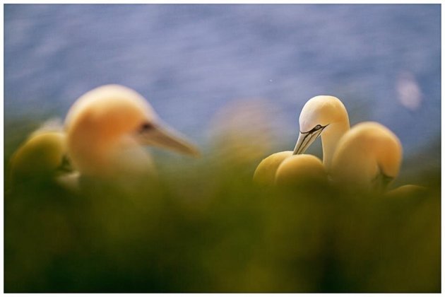 Jan-van-Genten nestelen op de kliffen van Helgoland