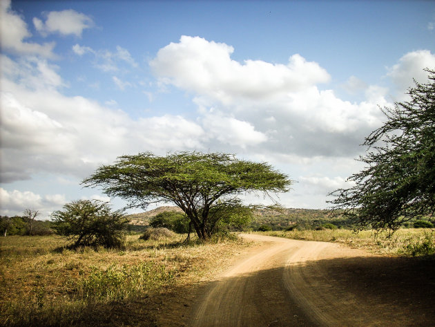 Acacia Tree