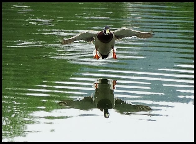 Ready for landing.