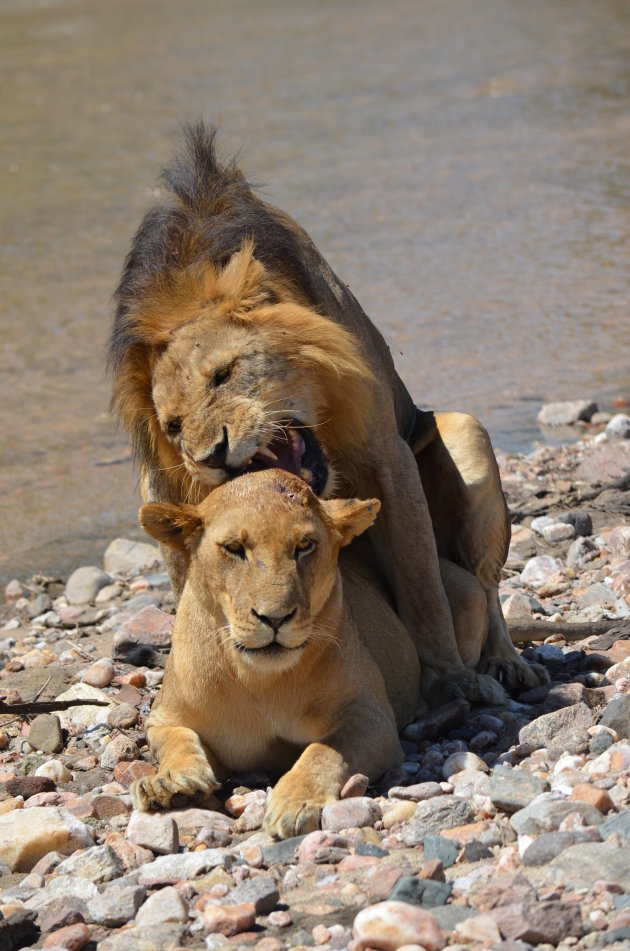 Parende leeuwen in Ruaha NP