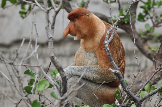 Neusaap Borneo