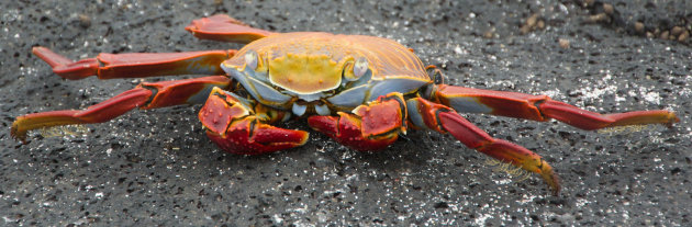 Sally Lightfoot crab