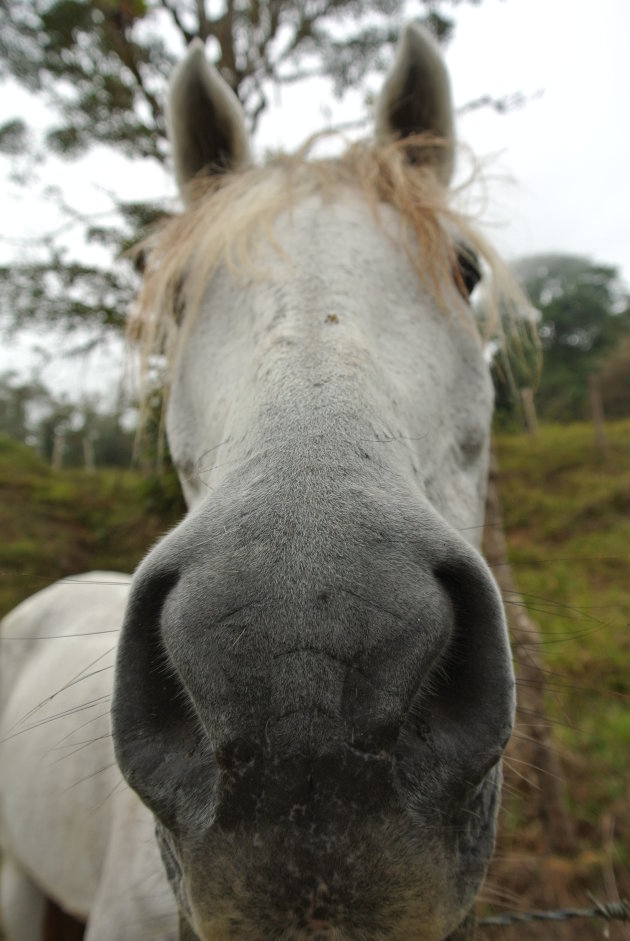 Paard op de Casa tordesillas ecolodge in Costa Rica