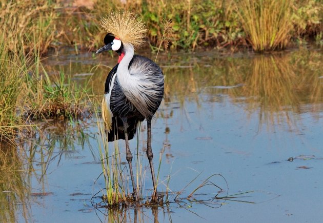 Grey crowned crane