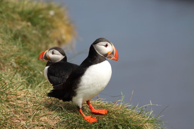 Fratercula Artica (puffin)