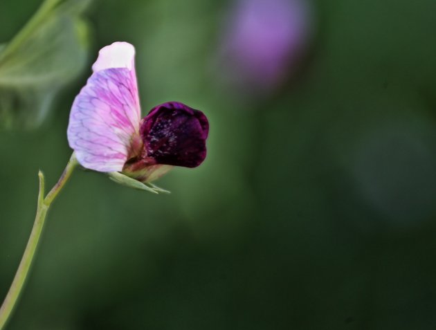 de bloem ( peultjes )