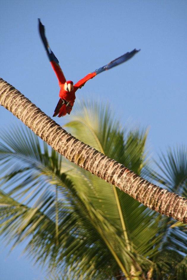 Parrot in Corcovado National Park