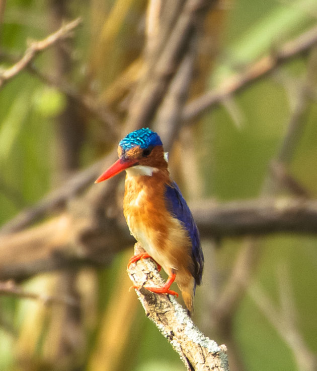 Malachite Kingfisher