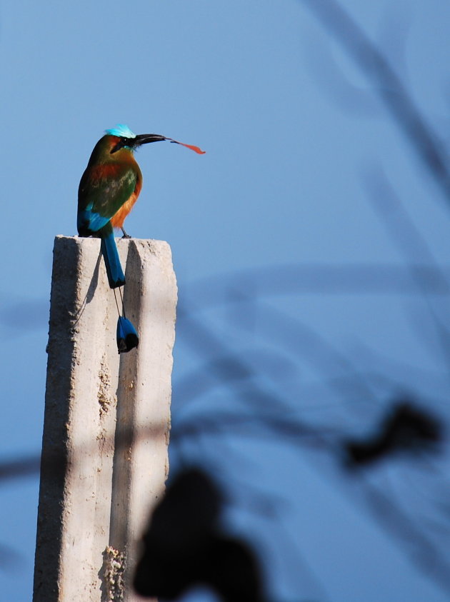 Een Motmot is geen vlinder maar het vliegt wel