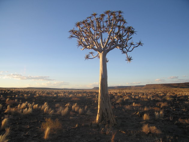 Boom bij Fish River Canyon