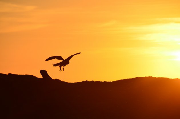 Galápagos Hawk by sunset