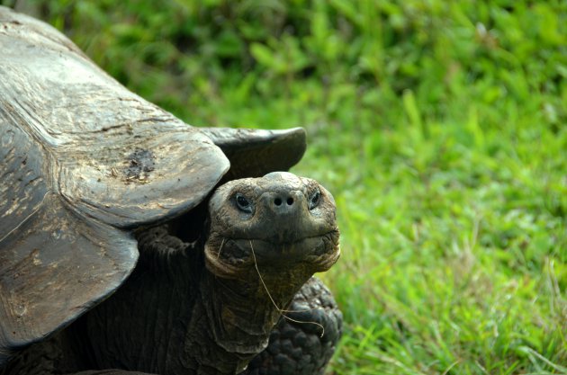Nieuwsgierige Galapagos Reuzenschildpad