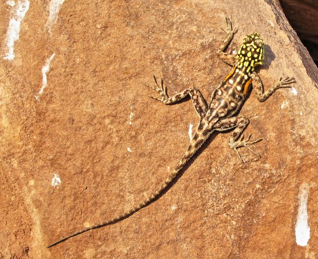 Agama planiceps??