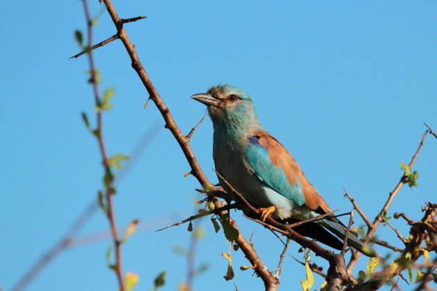 gekleurde vogel