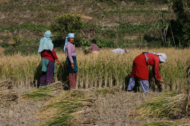 oogst in Nepal