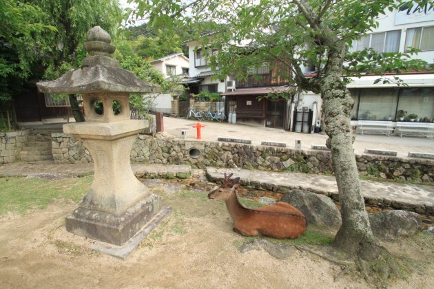 Een Miyajima bewoner