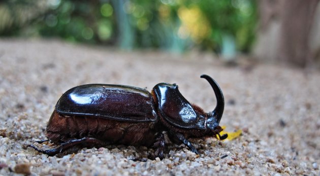 Rhino beatle