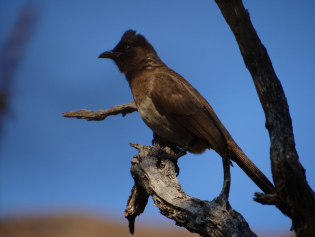 Donker vogeltje