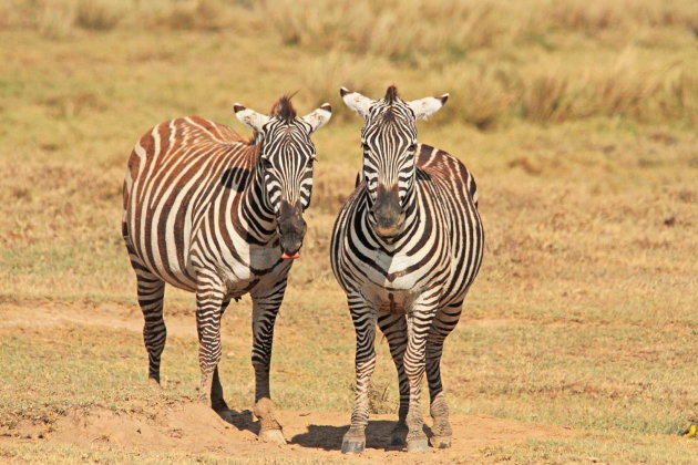 Baldadige zebra