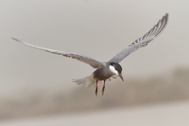 varen over het water en de vogel volgen 