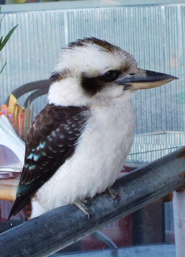 Kookaburra bij Otway NP