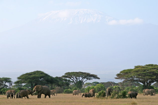 Kilimanjaro achtergrond