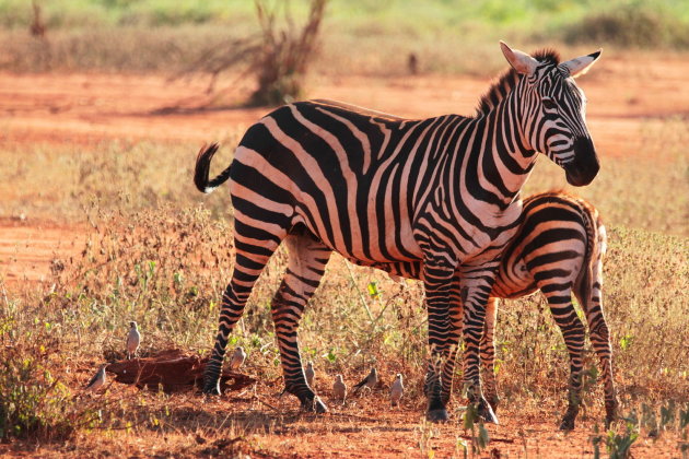 rode zebra's?