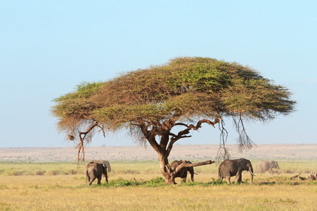 Afrikaans plaatje