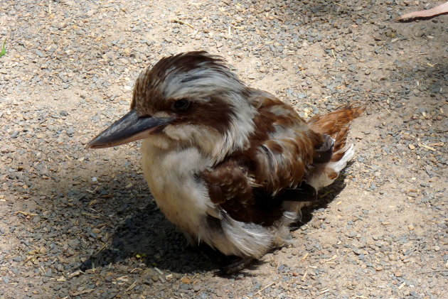 Kookaburra