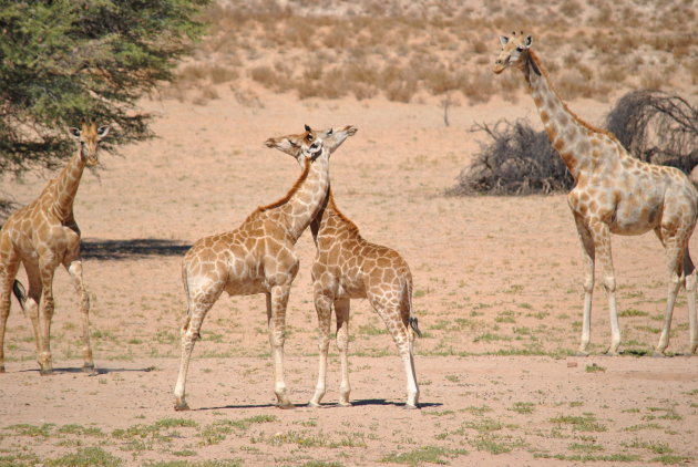 Knuffelende giraffen